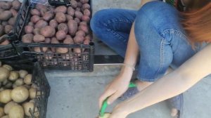 Продаю семенной картофель сорт ОРЛА и ТОРНАДО 2 репродукция!