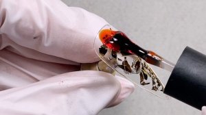 Витраж и поталь!