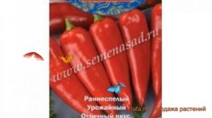 Перец сладкий Красный меч (krasnyy mech krasnyy mech) ? обзор: как сажать, семена перца Красный меч