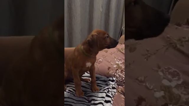 Родезийский Риджбек 2 месяца смотреть онлайн