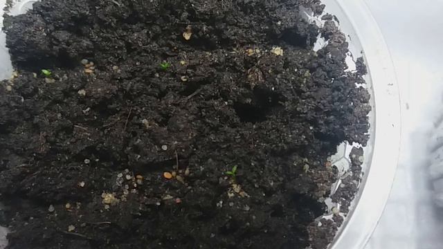 эустома всходы