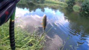 Ловля рыбы на поплавочную удочку на реке Медведица  в саратовской области . Вечерний клев в августе