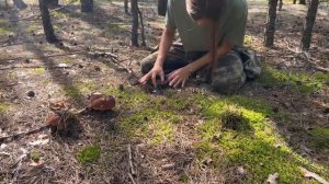 Сколько можно заработать на продаже грибов? собираем и продаем сосновые белые грибы на рынке!