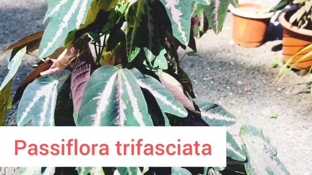 Passiflora Trifasciata Care In Malayalam| Care,propagation |Indoor Outdoor Plant |Creeping plant