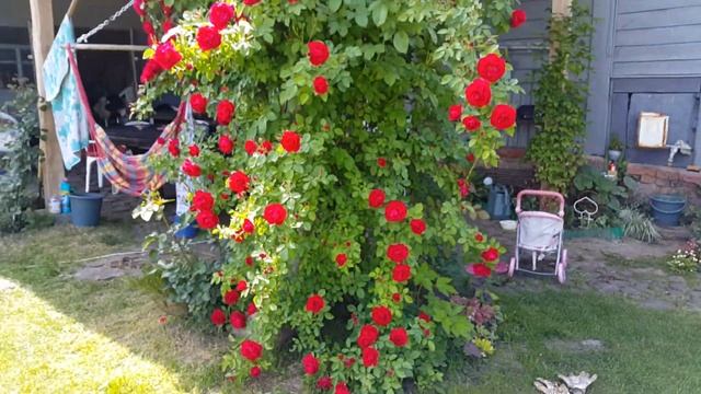 Роза Фламентанц - середина июня смотреть онлайн