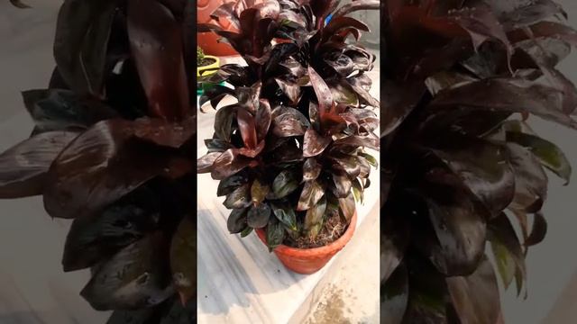 #shorts, Cordyline Dracaena easy house plant to care ,beautiful coffee colour.