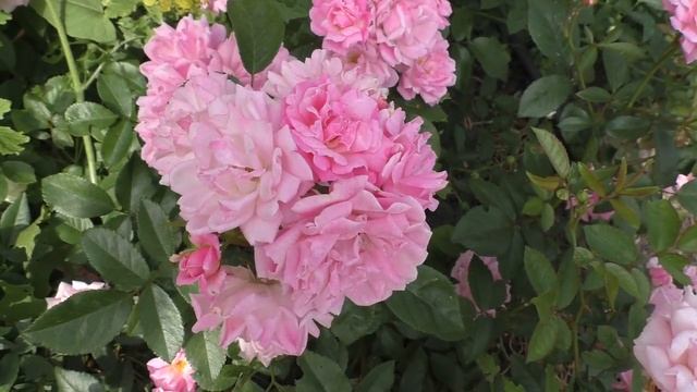 Розарий в ботаническом саду Санкт-Петербурга (2022) смотреть онлайн