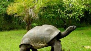 Топ самых больших черепах в мире!