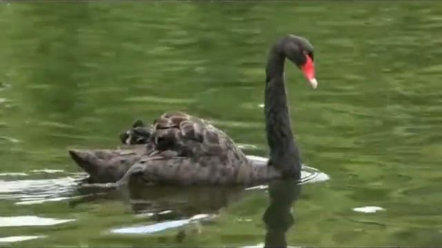 Лебеди . смотреть онлайн