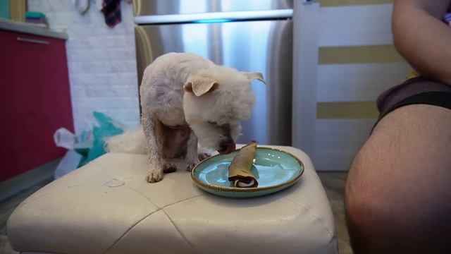 24 ЧАСА ГОВОРИМ ДА ЩЕНКУ БИЛЛИ БОЮ! ЗРЯ СОГЛАСИЛИСЬ! смотреть онлайн