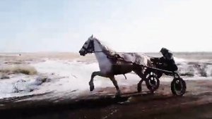 Цыганский конь пегас