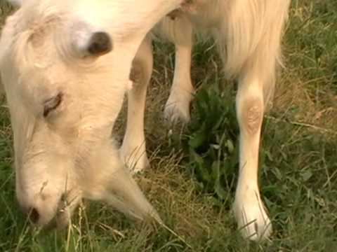 Коза дереза и др. Goat Dereza