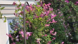 多年生耐寒、小巧精致的铁线莲Viticella Minuet Clematis