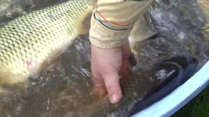 Дневная рыбалка, чеснок и кукуруза и...чуточку умения.