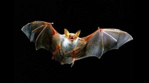 Летучие мыши и другие эхолокаторы в природе. Рассказывает биолог Гунарс Петерсонс