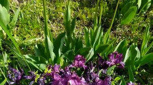 Турецкий сериал Клятва ФИНАЛ Когда? Чем закончится?