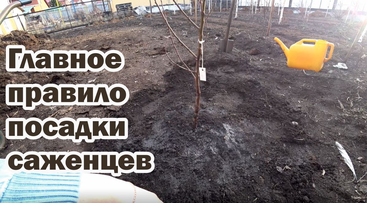 Правильная посадка саженцев