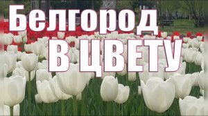 Белгород в цвету. Тюльпановый рай. Парк Победы 25.04.2024