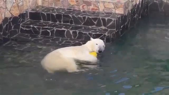 Хаарчаана во время самоизоляции смотреть онлайн