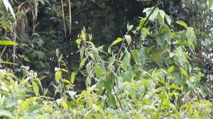 Atlapetes flaviceps fabricando su nido en el matorral.