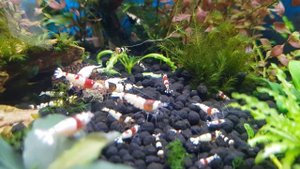 Аквариумная Креветка кристалл. Caridina cf. cantonensis! Обзор