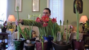 Amaryllis Buds Everywhere! - Amaryllis Update