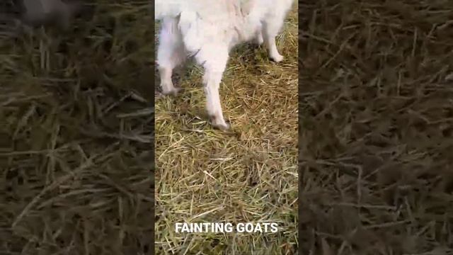 Fainting 🐐 Goats