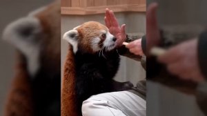 Cutest Red Panda Compilation