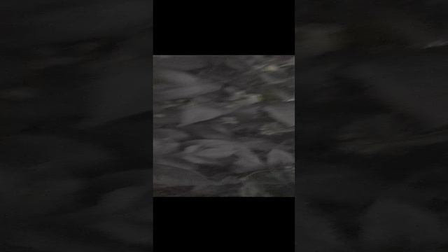 цветочки