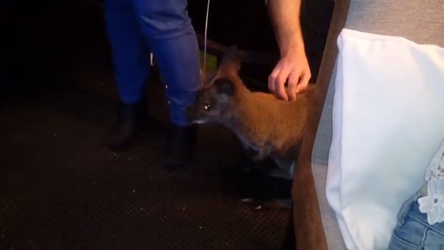 Аренда кенгуренка на праздник| 8(916)702-11-08 Москва смотреть онлайн