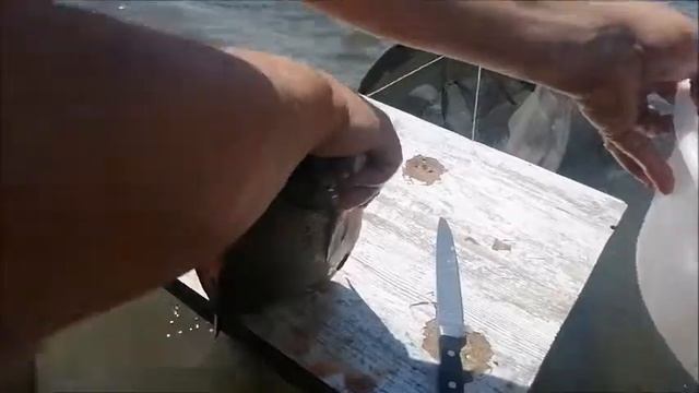 Разделка леща на рыбалке для последующей засолки и вялки.