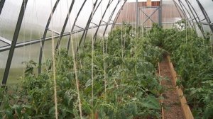 НАТУРАЛЬНОЕ УДОБРЕНИЕ ДЛЯ ОГОРОДА  ЯНТАРНАЯ КИСЛОТА, НАШАТЫРНЫЙ СПИРТ, ЗЕЛЕНКА, ЧИСТОТЕЛ,