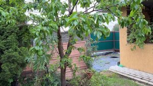 Плодоносит ли черешня в Московской области.