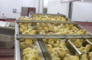 Система выборки, подсчета и укладки суточных цыплят