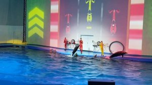 🐬Дельфин fest