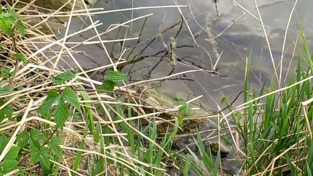 Нарушаем карантин, самоизолировано гуляю) Краснодар, подскажите еще безопасные места, делюсь своим) смотреть онлайн