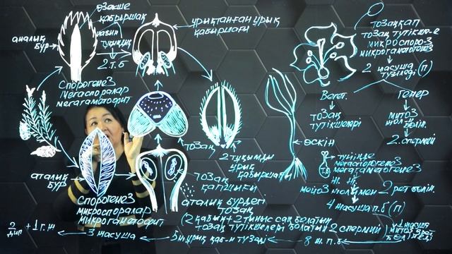 Споралы өсімдіктердің тіршілік циклі. 3 бөлім. 8 сынып. смотреть онлайн