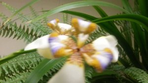 Цветение Неомарики. Neomarica northiana (Apostle plant)
