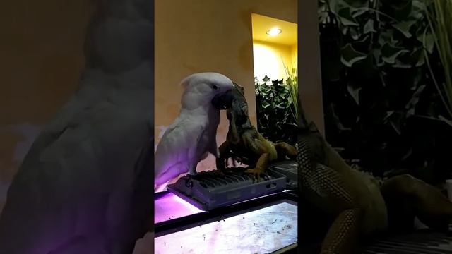 Какаду дразнится с игуаной ? //  Kockatoo & Iguana // #funnyanimals