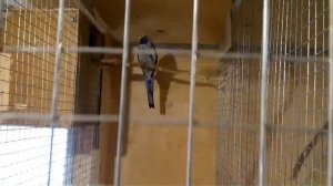 Розеллы,полезно знать всем -кормление птенцов. Полезные продукту для розелл