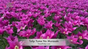 Tulip Yume No Murasaki | Time4Tulips.com