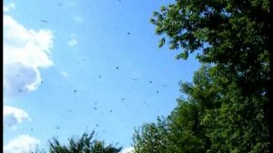 Пчёлки 22. Облёт молодых пчёл.