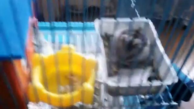 хомяк дерётся с кисточкой!!! смотреть онлайн