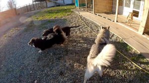 Питбули схлеснулись из за корма !!! Питбуль Багира и Джессика выясняют отношения !!!