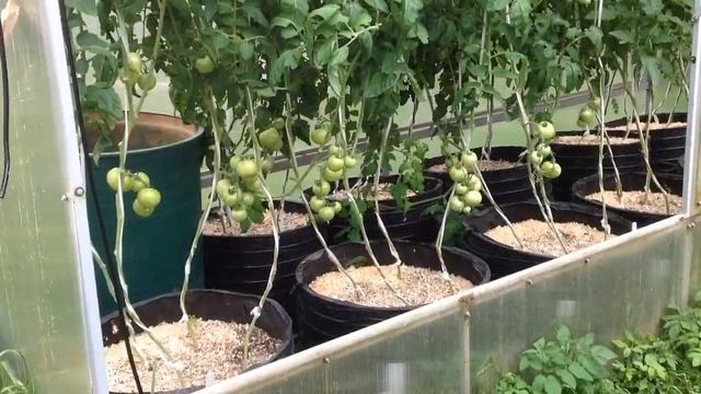 МОЙ ОГОРОД В МЕШКАХ 2022. Обзор ПЯТЫЙ. Первые УРОЖАИ. смотреть онлайн