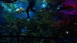 Шоу акул Дрессировка акул /Кормление акул в Океанариуме ТРК Планета Нептун СПб ВИДЕО Санкт-Петербур