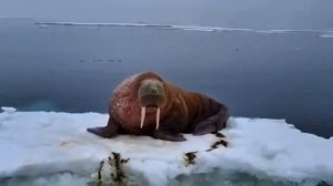 Говорящий морж  .Чукотский АО п Уэлькаль .