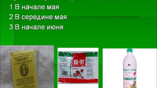 Агротехника выращивания малины
