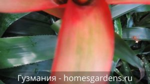 Гузмания - яркий цветок