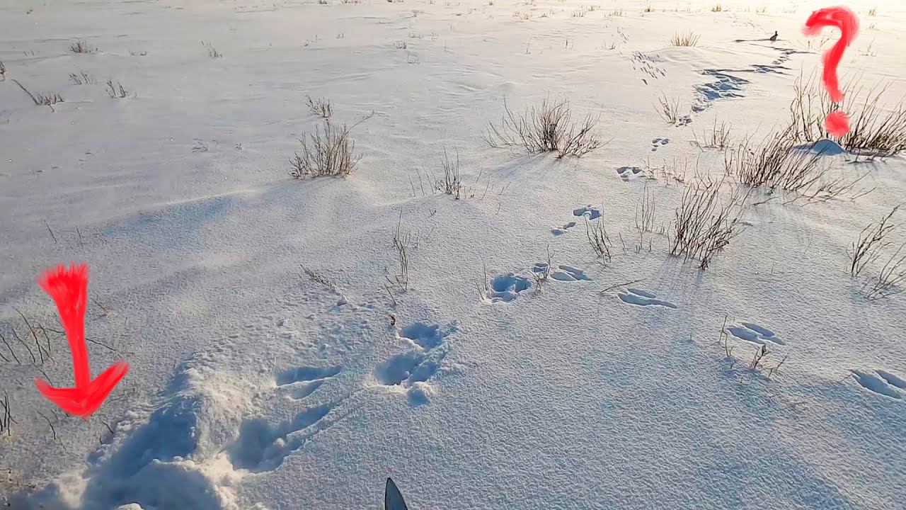 Лучшие выстрелы сезона. Охота на зайца